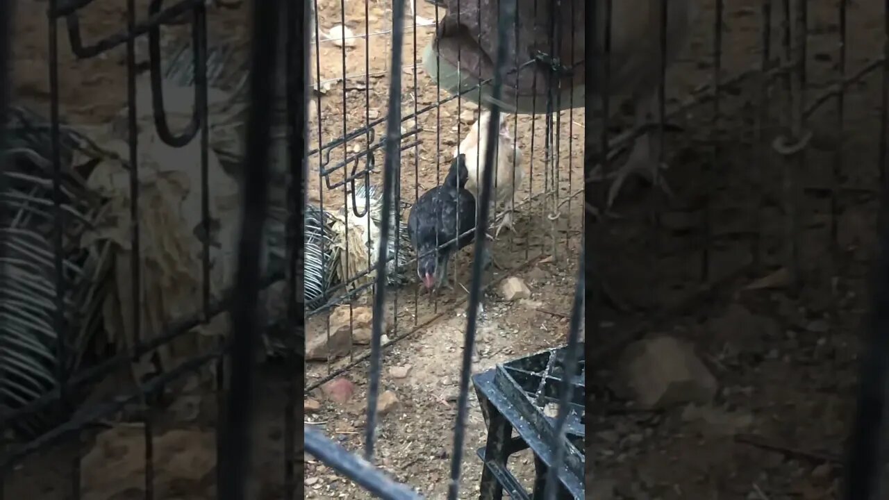 11 March 2023 baby chicks separated from their friend