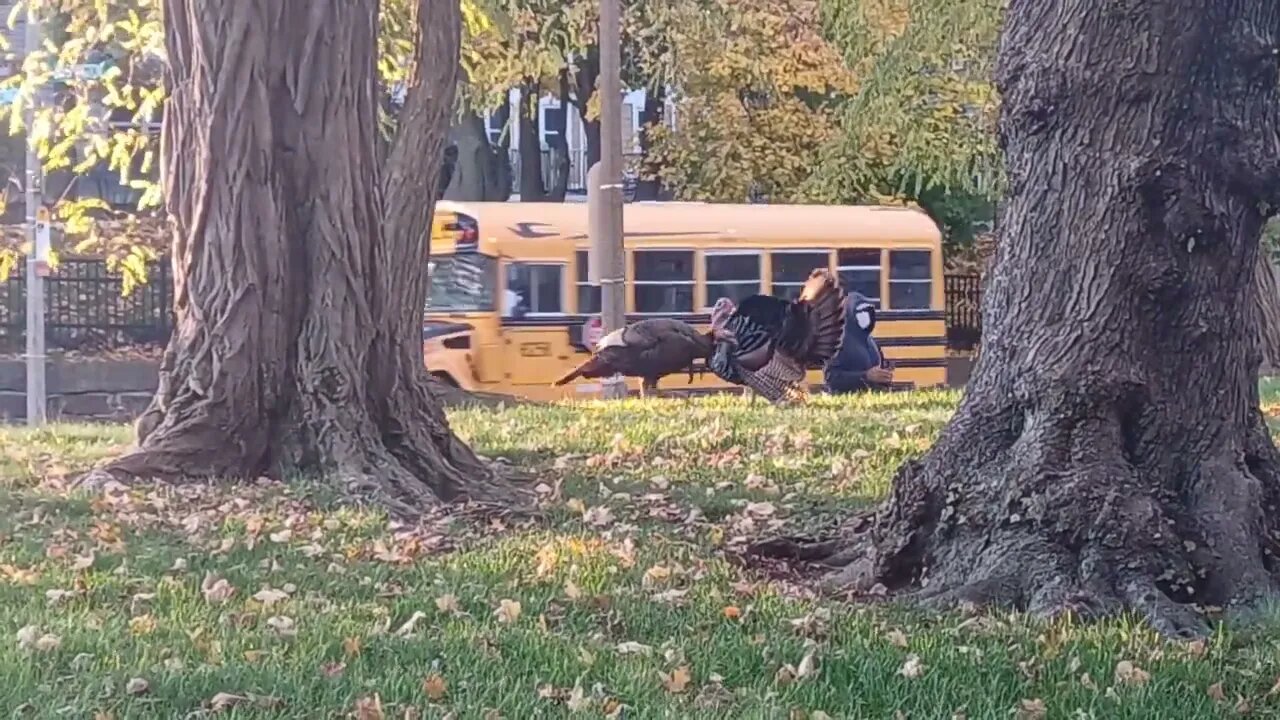 wild turkeys walking around
