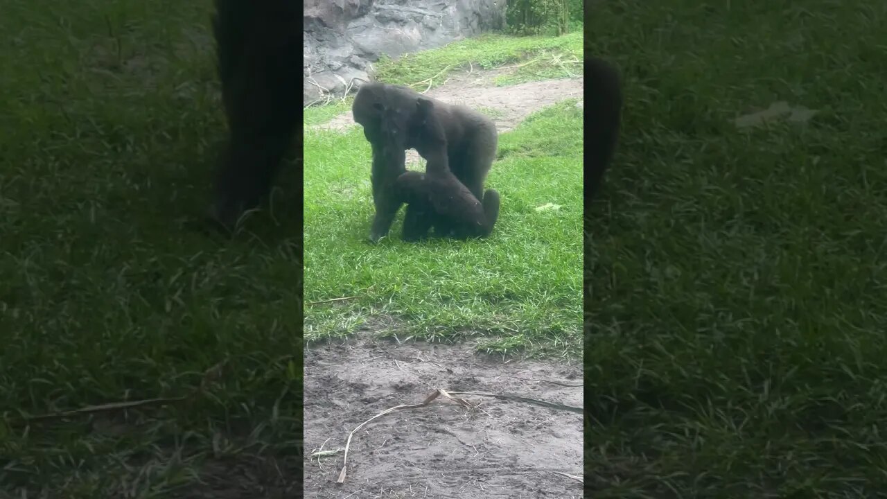 AMC Apes waiting on the MOASS