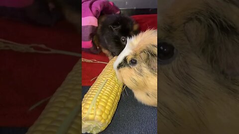 Guinea pigs eating fresh corn 🌽