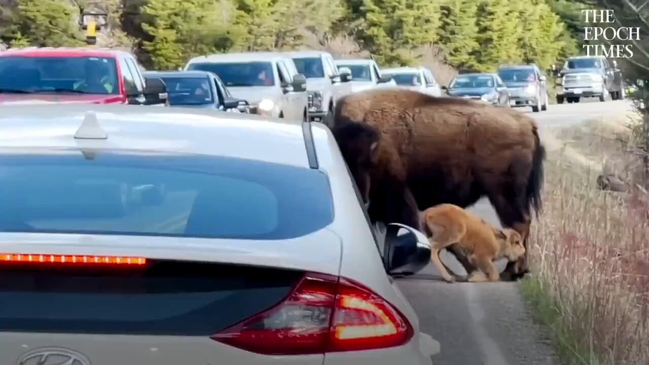 The little Troublemaker in Yellowstone National Park