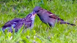 IECV NV #334 - 👀 House Sparrows In The Backyard 🐤 And Mother Sparrow Feeding The Babies 🐥🐥 5-21-2017