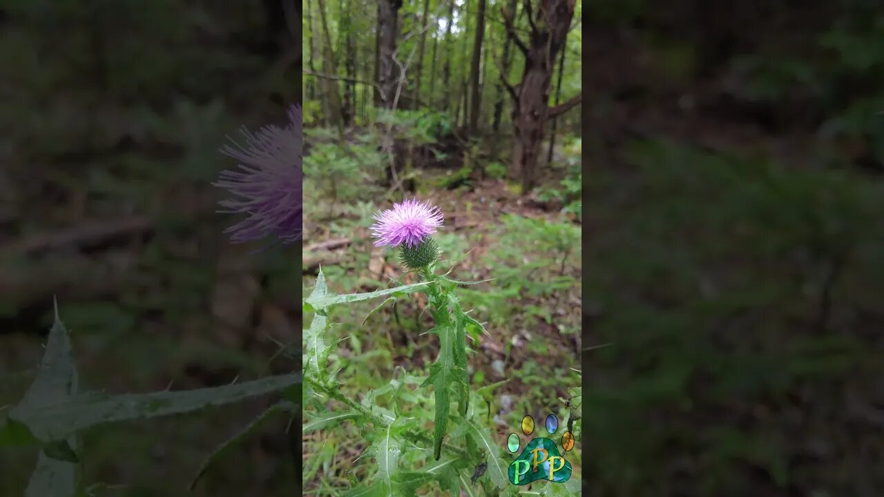 Thistle in the forest.