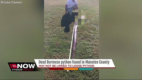 9-foot Burmese python found in Manatee County