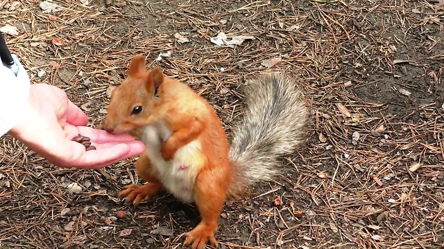 Feeding squirrel.