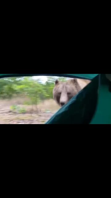 Bear Attacked Me In My Tent short