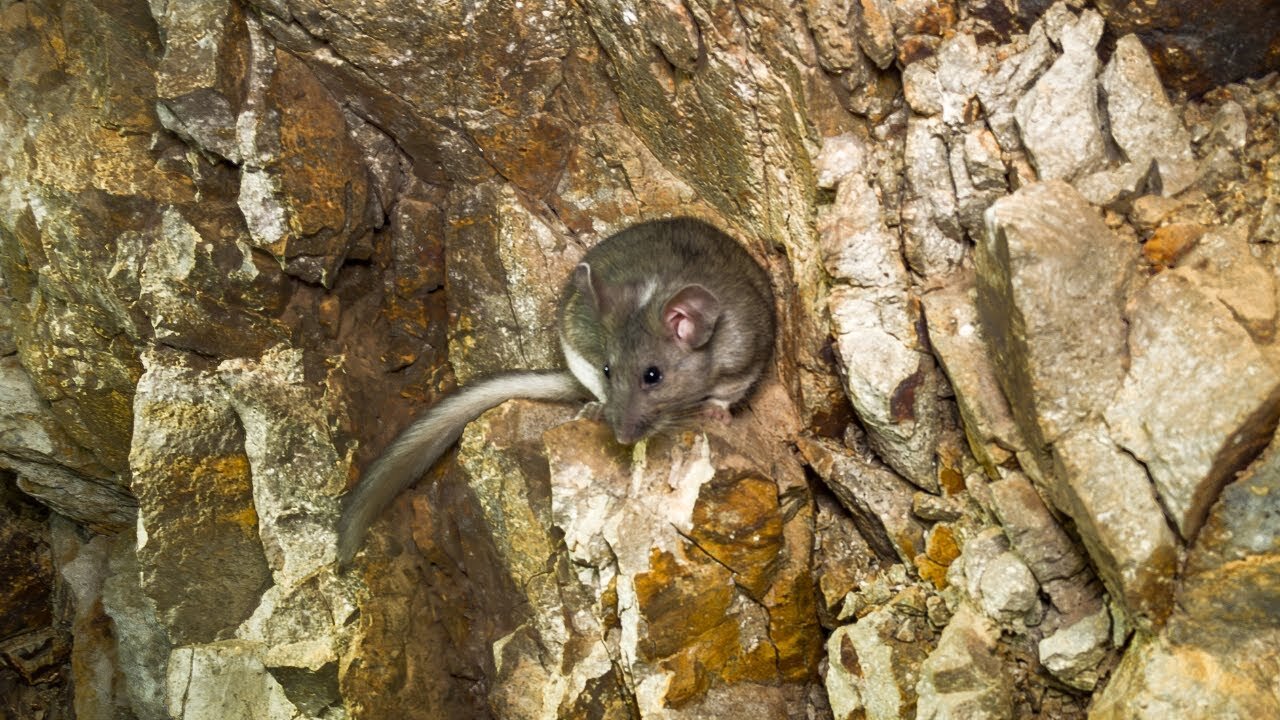 Squirrel Deep Inside an Abandoned Mine Was a Shocking Discovery