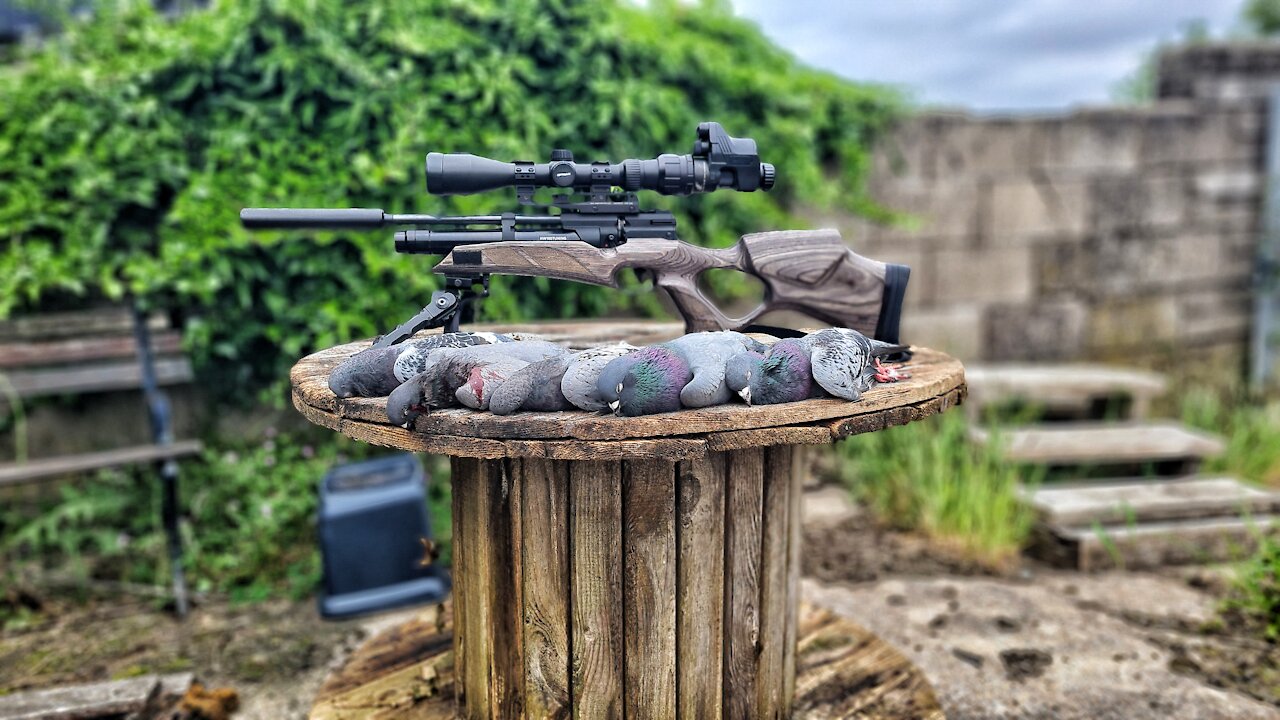 Feral pigeon shooting with silenced airguns UK sub 12