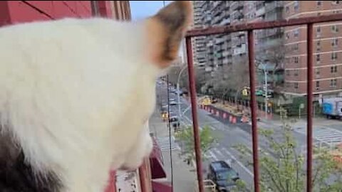 Dog salutes COVID-19 frontline workers