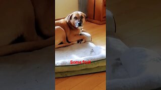 dog knows what he wants to eat.