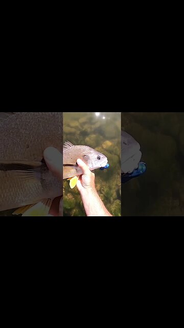 Freshwater drum from the Little Miami River!