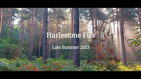 Harlestone Firs Early Morning Photos