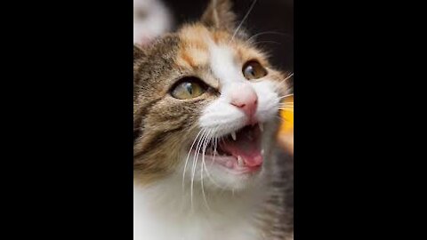 The best cute pet funny cate animals video