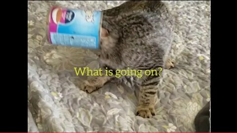 Kitten Stuck In Can