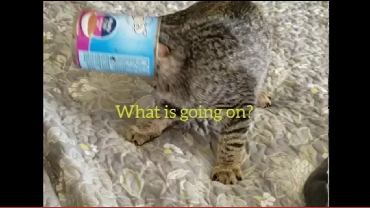 Kitten Stuck In Can