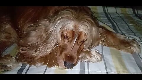 #dogshow , #animals , #dogs