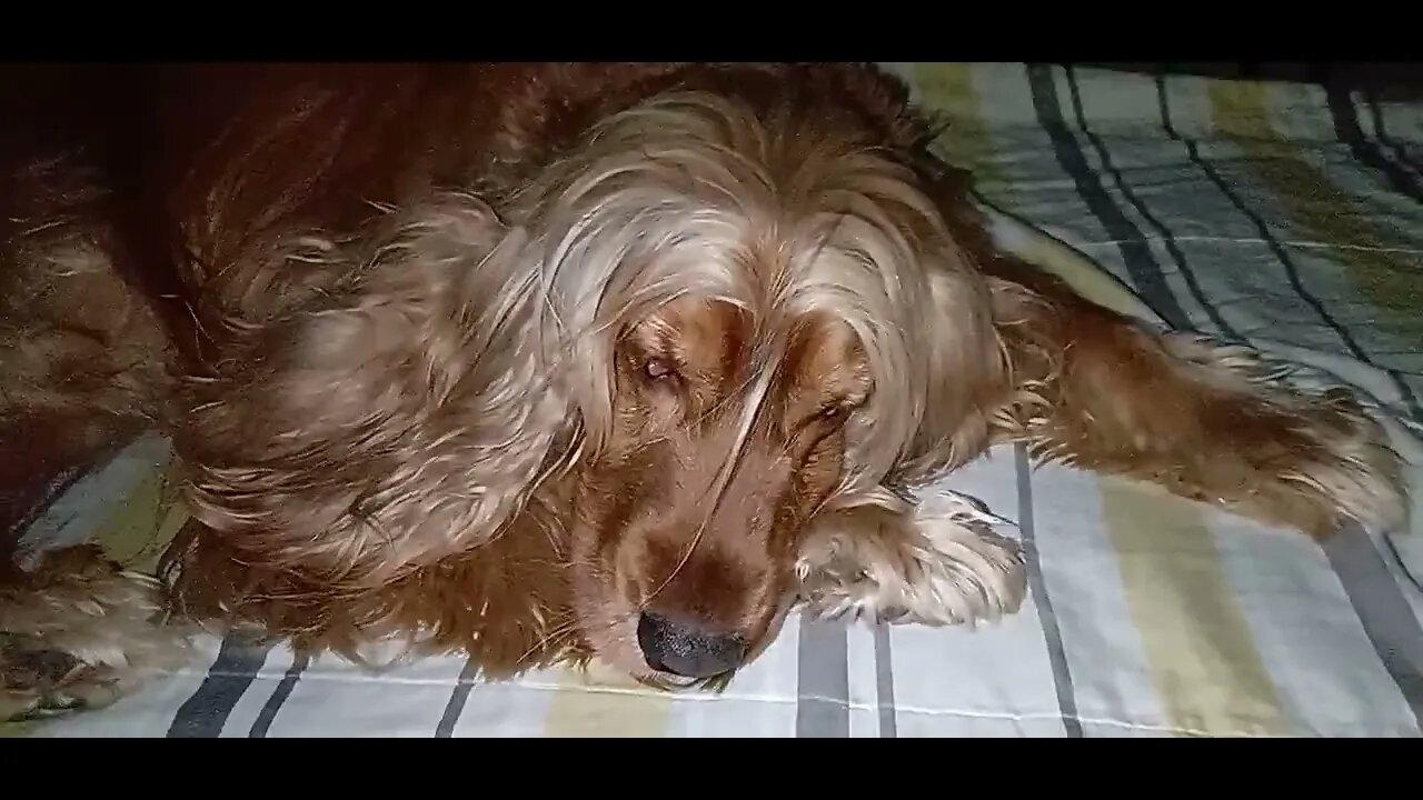 #dogshow , #animals , #dogs