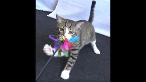 Kitten Carries Toy in His Teeth Like a Dog