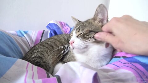 How to Systematically Bother an Unsuspecting Innocent Cat