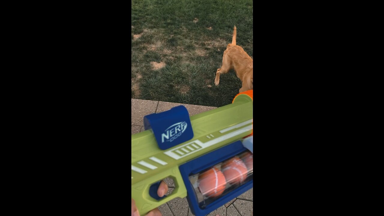 This Nerf Gun Shoots Rubber Balls For Your Dog!