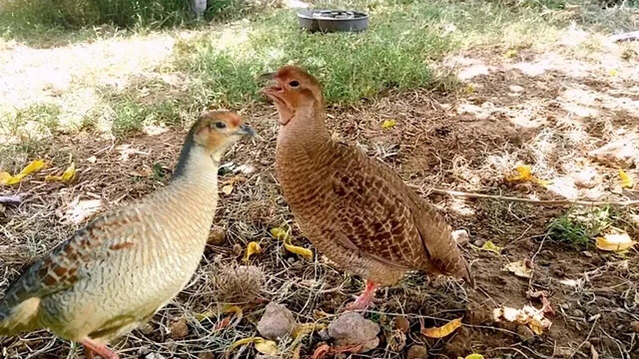 Grey francolin call