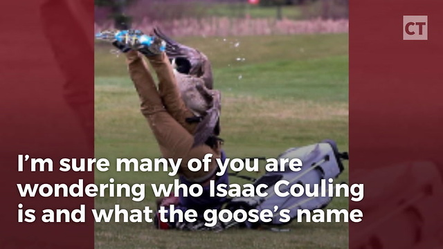 Goose Vs Golfer: Two Enter Fairway, Only One Stays Standing