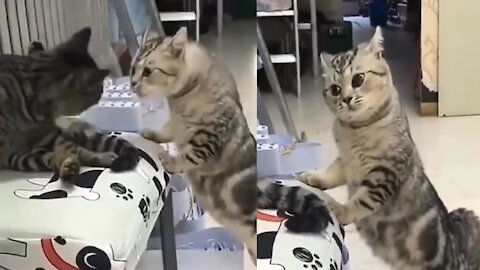 Funny Cats : Cats playing & angry about this battle 😻😸