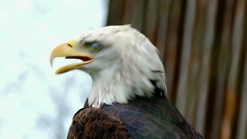 HD Videos