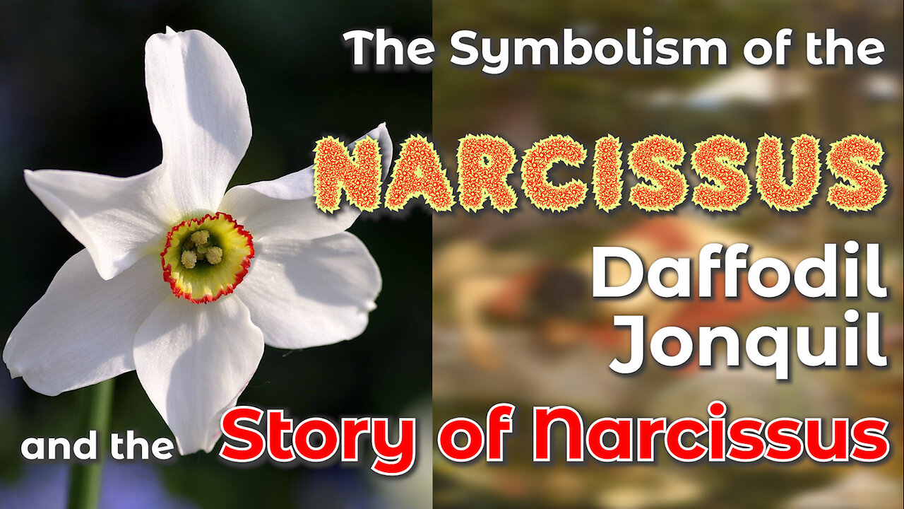 The Symbolism of the Narcissus, Daffodil and Jonquil, and the Story of Narcissus