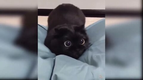 Baby Cats - Funny and Cute Cat Videos Compilation