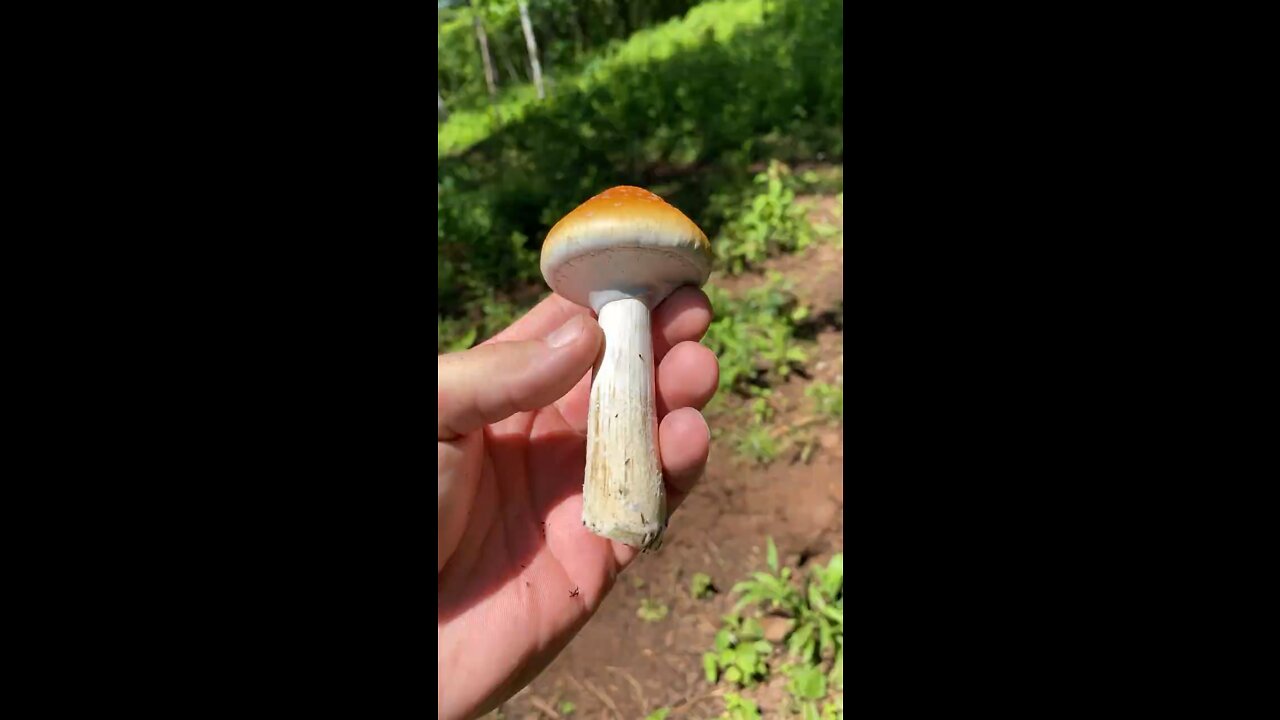 Perfection (Psilocybe cubensis)