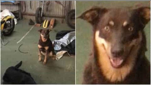 写真でポーズの取り方を知っている犬