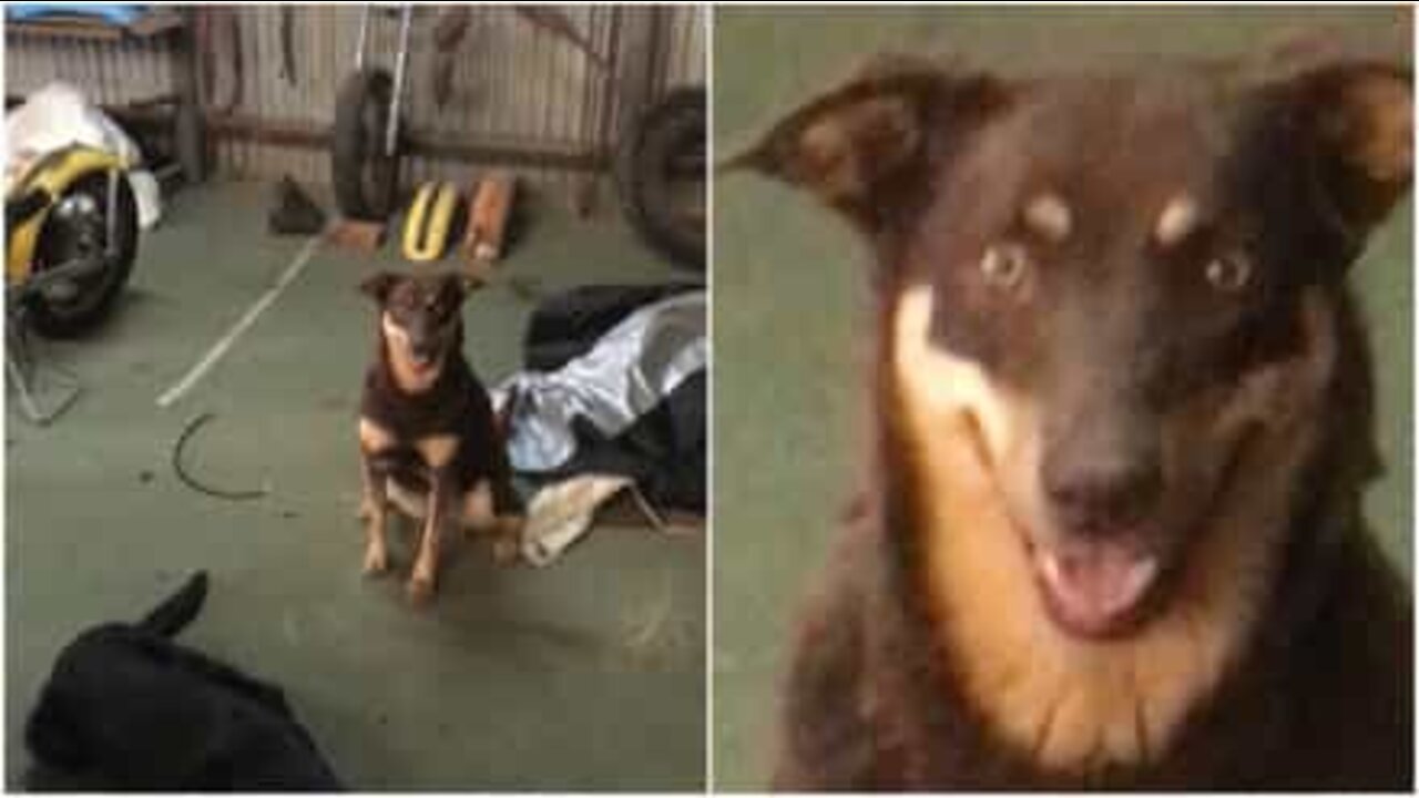 写真でポーズの取り方を知っている犬