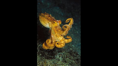 World's largest deep-sea octopus nursery discovered
