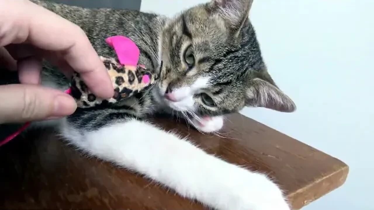 Cute Cat Being Sleepy ASMR 1 Hour