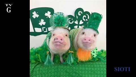 17 March - St Patrick's Day