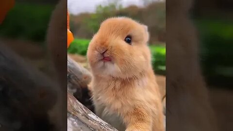 Cute little bunny