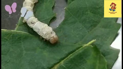 Silkworm eating its food