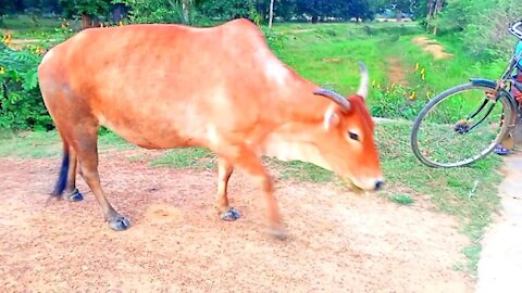 Kids Cow Videos | Kids Cow Video With Mooing Sound Music | Kids Cow Videos for Kids & Parent