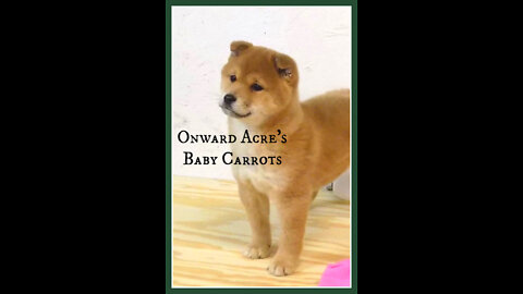 Adorable Shiba Inu Puppy Loves the Snow!