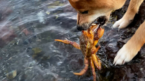 Dog vs crab fighting