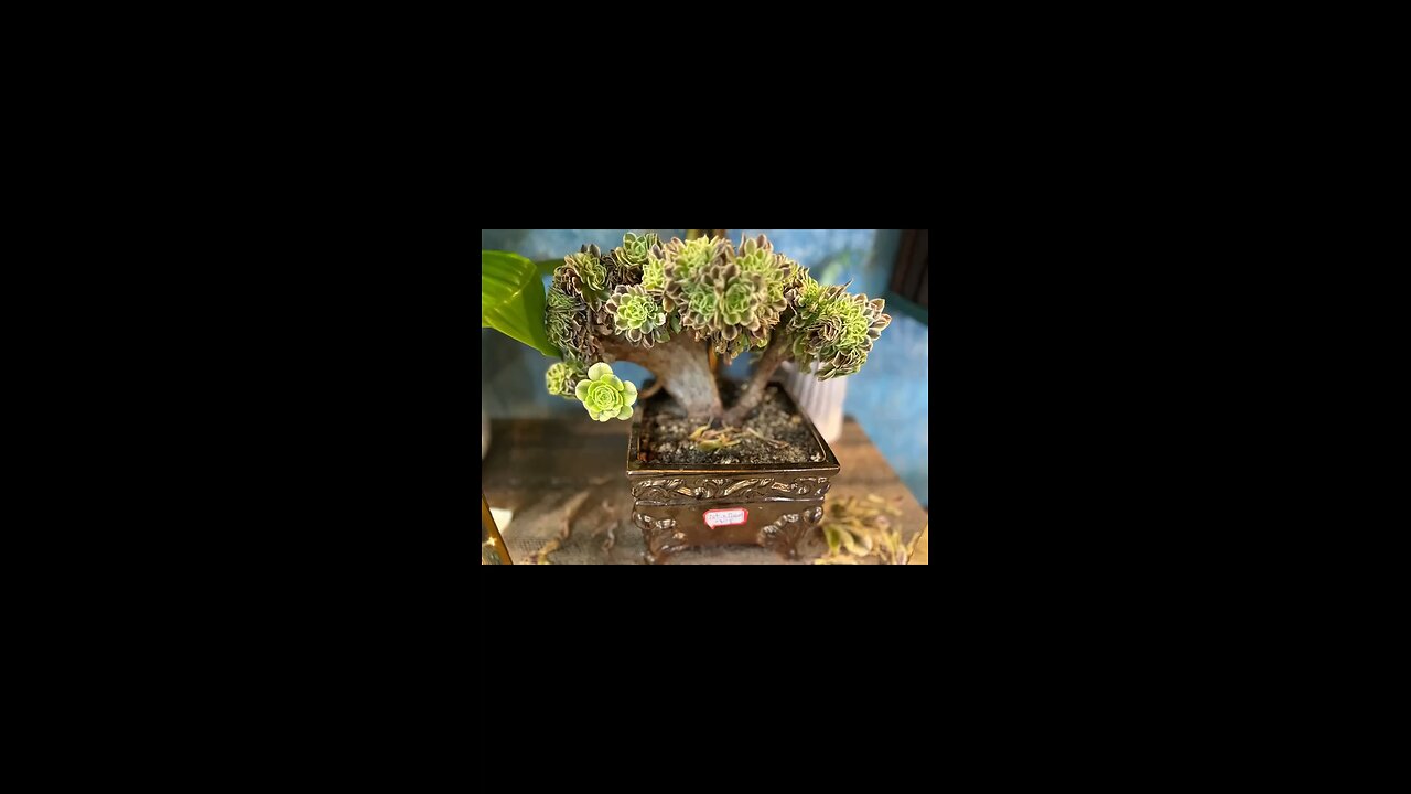 Korean Succulents ,Rare Cacti, Rare Succulents