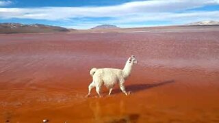 Llama struts down lake like catwalk model