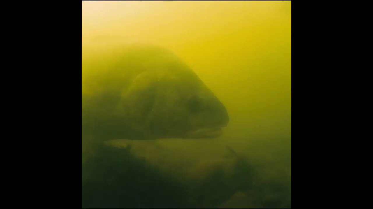 putting a camera under the dock