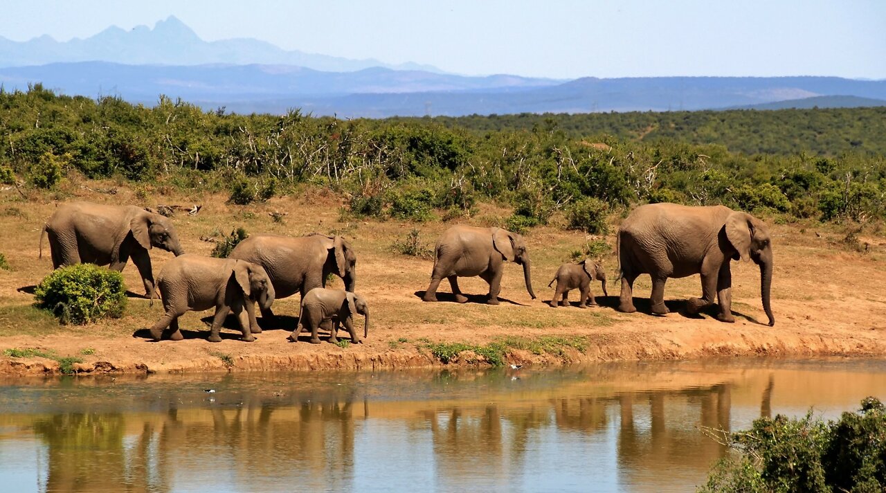the elephant & the nature sounds
