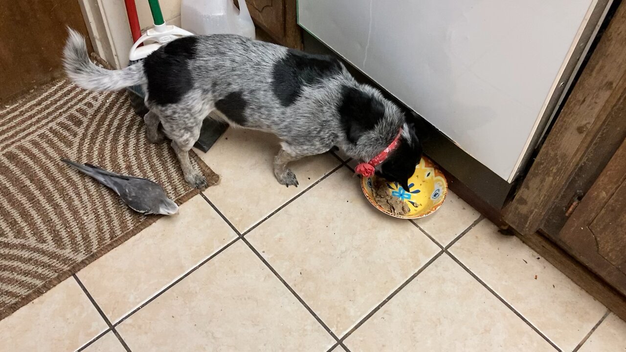 Spike and Oreo
