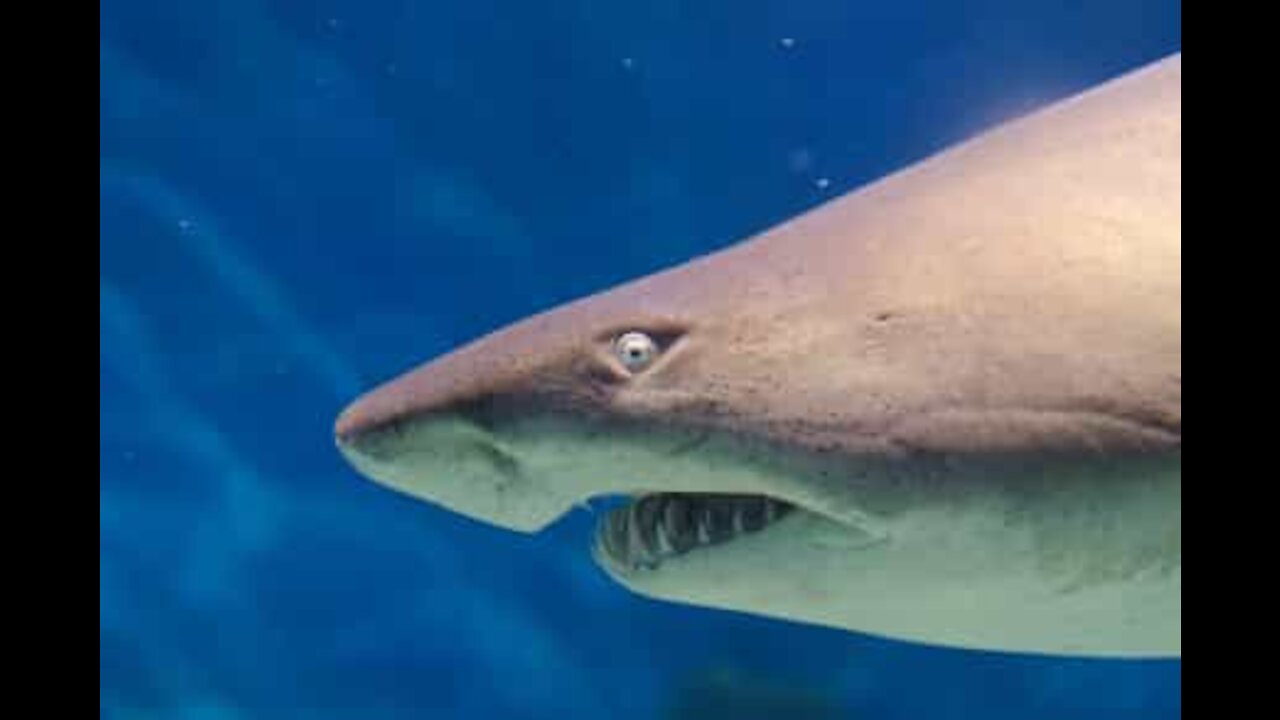 Ces surfeurs ont failli se faire attaquer par un requin en Australie