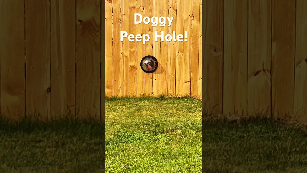 #dogs Doggy Peep Hole!