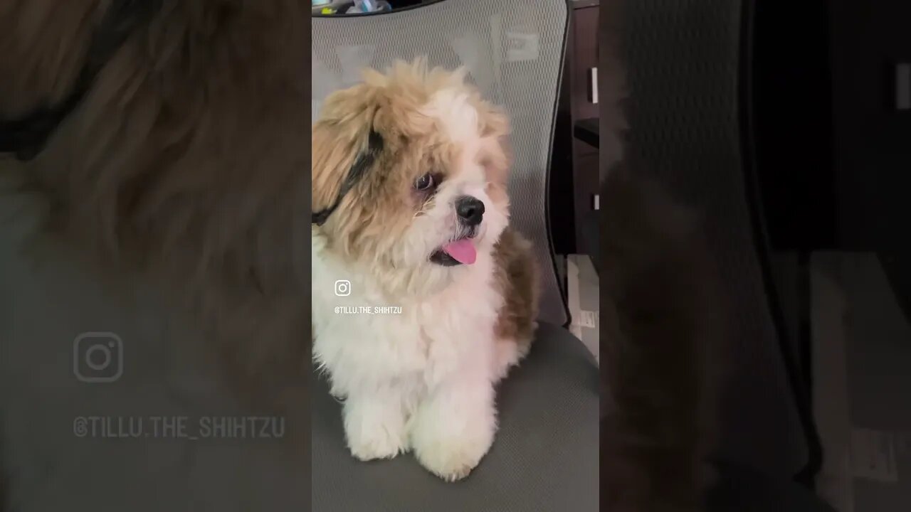 Tillu baba ki Jai.#dog #shorts #fun #doglover #cute #shihtzu #reels #funny #ytshorts #trending #kids