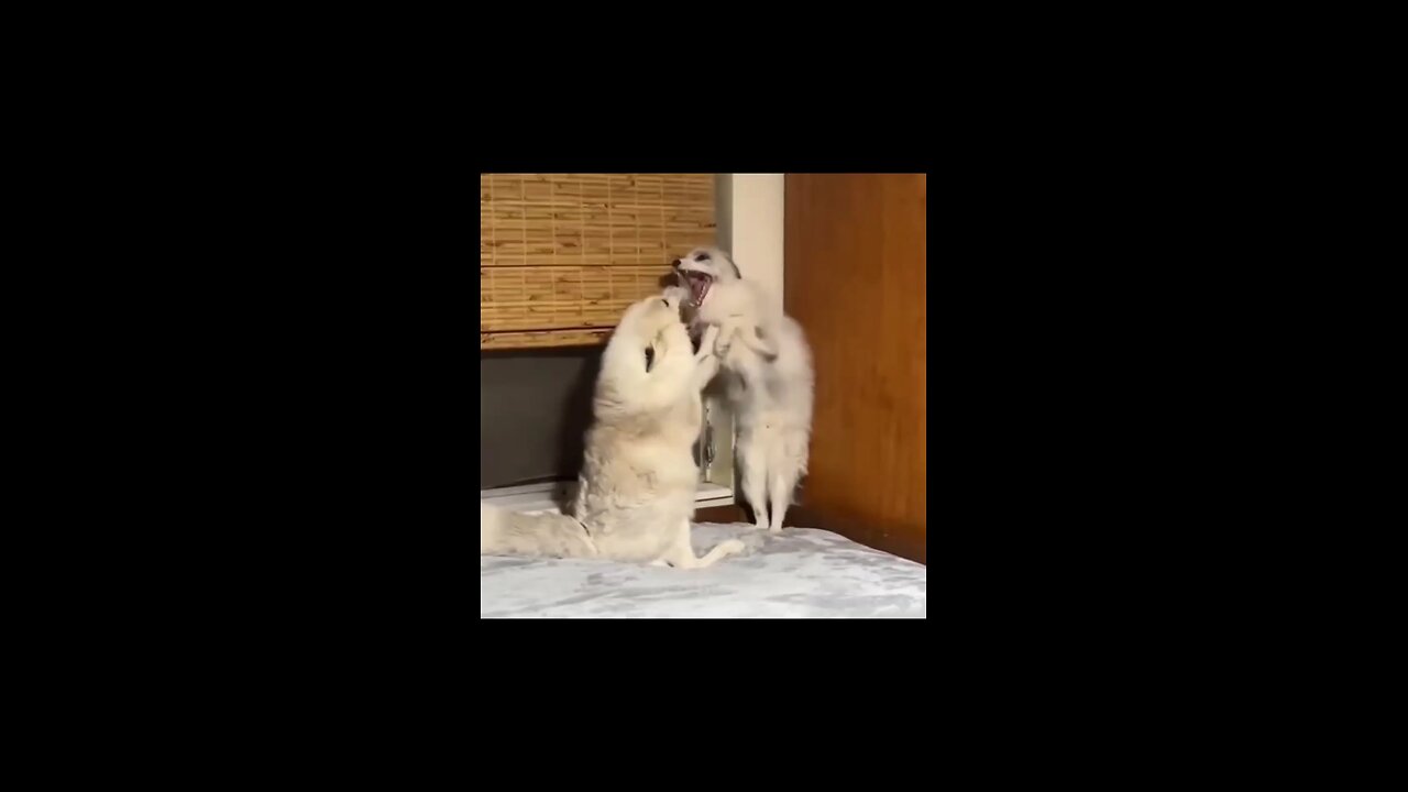 animal funny video